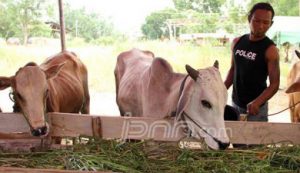 Penggemukan Sapi Metal Lebih Menjanjikan