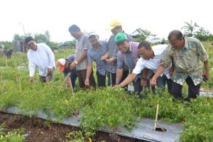 Petani Cabai Raup Keuntungan Ratusan Juta