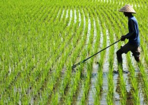 Bendungan Ladongi Bakal Bantu Petani