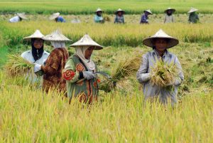 Daya Serap Bulog Anjlok 50 Persen, Petani Mulai Menjerit