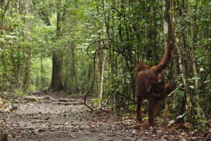 246 Ribu Hektare Hutan akan Dialihfungsikan