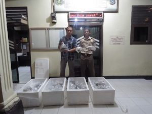 BPKIPM Amankan Ratusan Coral