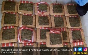 Balai Karantina Jambi Gagalkan Penyelundupan 26 Kg Ganja ke Bali dan Mojokerto