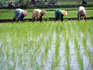 Kebijakan Anggaran Kementan Fokus pada Kepentingan Petani