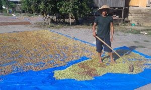 Di Kolaka Harga Cengkeh Rp110 ribu perkilogram