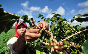 Produksi Kopi Arabika Menggiurkan, Ini Langkah Mentan