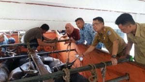 DPKH Periksa Kesehatan Sapi Potong Sebelum Dijual