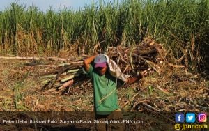 Penerapan PPN 10 Persen Menghancurkan Petani Tebu