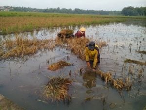 Hujan, Petani Khawatir Gagal Panen