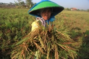 Petani di Lanipa Khawatir Gagal Panen Akibat Hujan