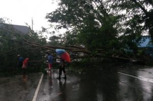 Cuaca Ekstrim, Sejumlah Pohon Tumbang di Sinjai