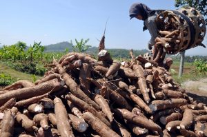 Singkong dan Jagung Potensial Dikembangkan di Koltim