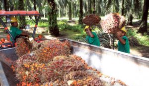 Gagal Bertemu Gubernur Riau, FPESGR Minta Permen LHK P.17/2017 Dikaji Ulang