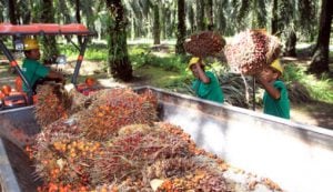 Kerja Sama Pemilik Ulayat dan Perusahaan Sawit Harus Segera Terlaksana