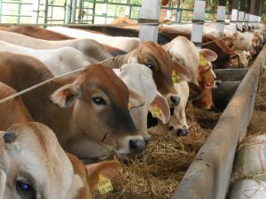 Harga Sapi Kurban Mulai Meroket