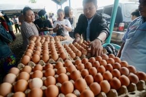 Harga Telur Ayam Naik