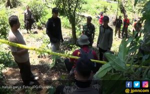 Kebun Ganja Ditemukan di Hutan Lindung Perhutani