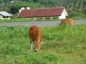 Berkeliaran di Bandara Sugimanuru–Polsek Kusambi Bakal Tertibkan Hewan Ternak