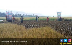 Panen Padi di Kotawaringin Melimpah