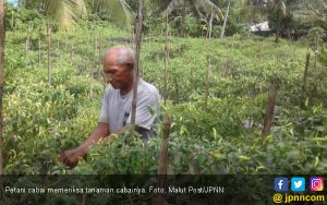 Biasanya Panen Cabai 3 Ton, Kin Hanya 10 Kilo