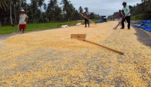 Beli Jagung Petani, Japfa Gandeng HKTI