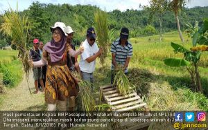 Produksi Padi Aman, Pasokan Gabah Masih Terus Mengalir