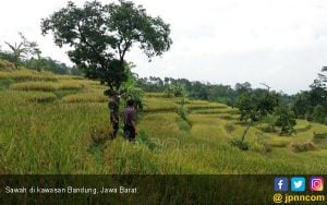 Brigade Anti-Hama, Selamatkan Petani dari Teror