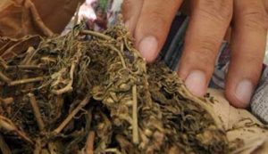 Lagi Asyik Pesta Ganja, 10 Pemuda Diringkus