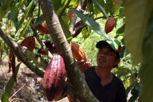 Penanaman Kakao Setelah Tanaman Jangka Pendek