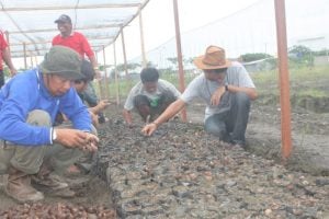 Pemkab Kolut Budidayakan Talas Jepang