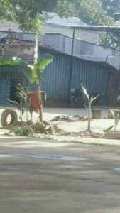 Protes Jalan Tak Kunjung Diperbaiki, Warga Ladongi Tanam Pohon Pisang di Jalan Rusak