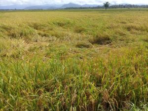 Curah Hujan Tinggi, Petani Sawah di Koltim Merugi