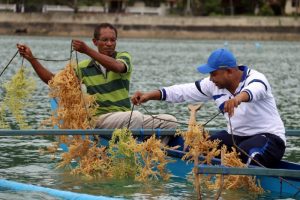 DKP Wakatobi Dorong Produktivitas Petani Rumput Laut