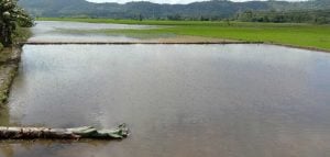 Ratusan Hektar Sawah di Lalolae Masih Tergenang Banjir