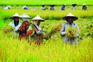 Turun, Indeks Nilai Tukar Petani Sultra