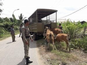 Berkeliaran di Jalan, Satpol PP Bombana Bakal Tertibkan Hewan Ternak