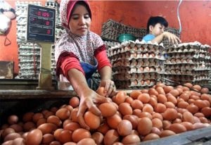 Harga Telur di Kolut Melonjak Naik