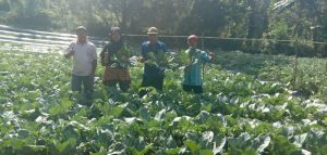 Petani Lalosingi Sukses Budidayakan Tanaman Brokoli di Koltim