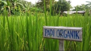 Kolut Kembangkan Padi Organik