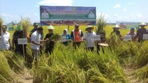 Bupati Koltim Panen Raya di Kecamatan Ladongi