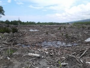 Perambahan Mangrove di Pantai Kayu Angin Merajalela