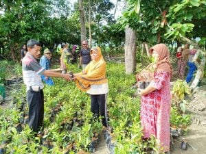 Kades Nelombu Muis Salurkan Bibit Cengkeh 250 KK