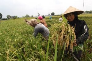 Petani Koltim Manfaatkan Teknologi Tepat Guna