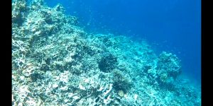 Terumbu Karang di Pulau Pelangi Rusak Parah