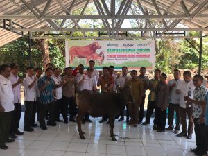 Antam Berbagi Sapi Kurban di Pomalaa dan Molawe