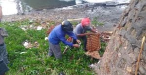 Warga Tahoa Digegerkan Penemuan Jasad Bayi di Kolong Jembatan