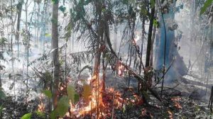 Cagar Alam Napabalano Terbakar, Pohon Jati Berusia 3,5 Abad Nyaris Terbakar