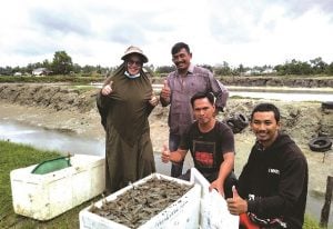 Pendederan Udang Vaname Sistem ZWD Untungkan Petambak