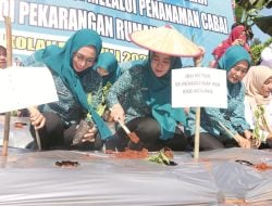 TP PKK Kolaka Unjuk Peran Tekan Inflasi, Tanam SerentaK 9200 Bibit Cabai
