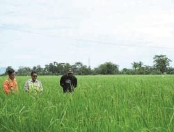 Dorong Kemandirian Ekonomi Lokal, PT Vale Hadirkan LRP di Pomalaa Membangun Masa Depan Berkelanjutan